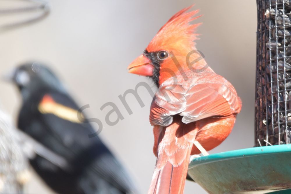 Farms And Birds 68 Photography Art | Photos By Regan