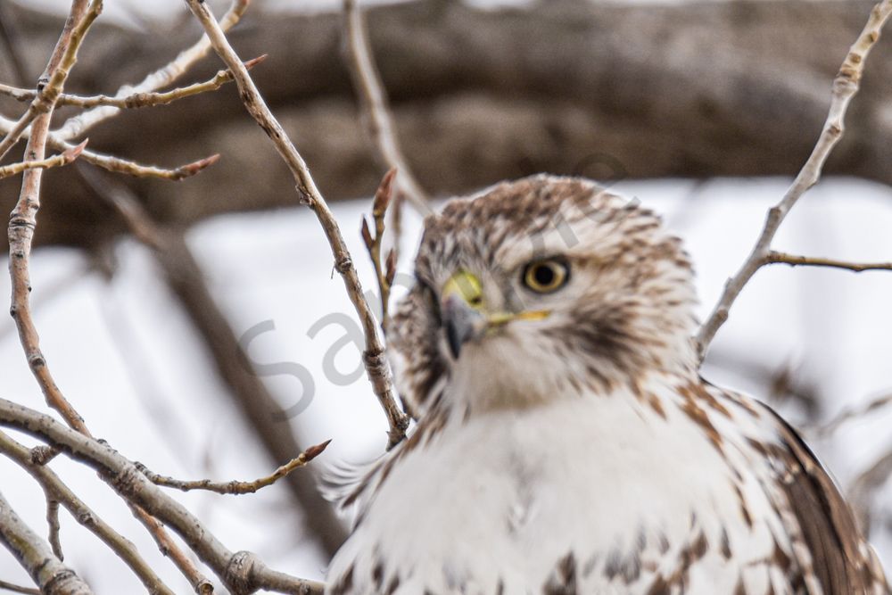 Farms And Birds 10 Photography Art | Photos By Regan
