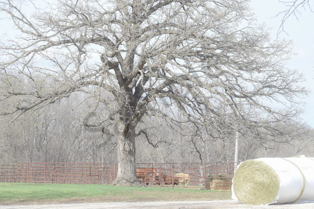 Desoto Countryside 4 Photography Art | Photos By Regan