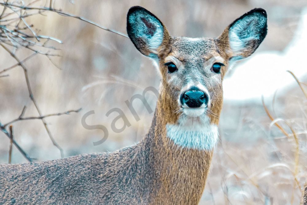 Deer 2 2 Photography Art | Photos By Regan