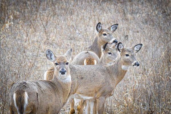 Deer 1.Jpg Photography Art | Photos By Regan
