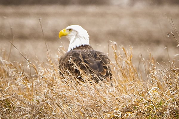 Earlham Farms 17 Photography Art | Photos By Regan