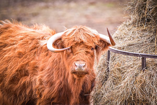 Earlham Farms 1 Photography Art | Photos By Regan