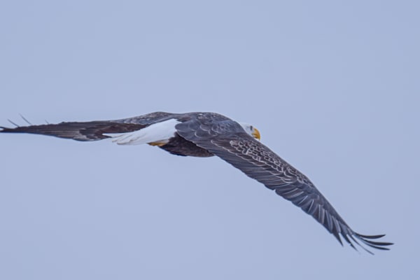 Eagles 10 3 Photography Art | Photos By Regan