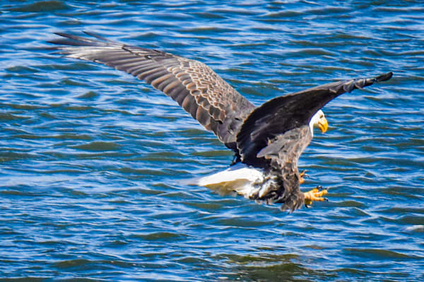 Eagles 18 4 Photography Art | Photos By Regan