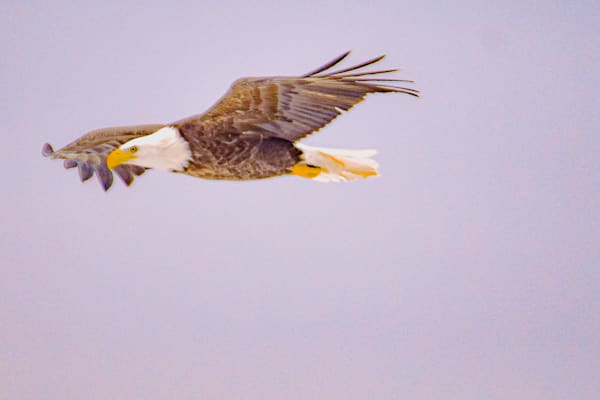 Eagles 15 4 Photography Art | Photos By Regan
