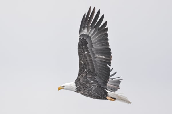 Eagles 17 4 Photography Art | Photos By Regan