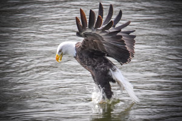 Eagles 16 6 Photography Art | Photos By Regan