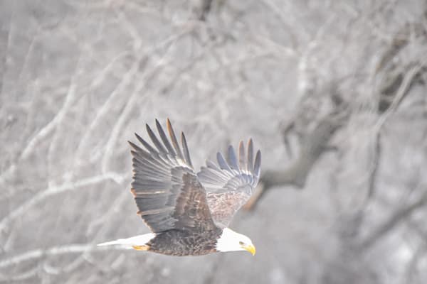 Eagles 22 3 Photography Art | Photos By Regan