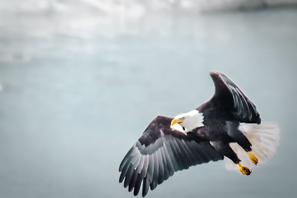 Eagles 25 5 Photography Art | Photos By Regan