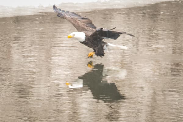 Eagles 25 3 Photography Art | Photos By Regan