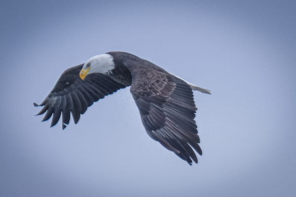 Eagles 2 5 Photography Art | Photos By Regan