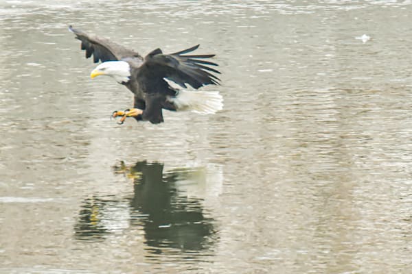 Eagles 30 3 Photography Art | Photos By Regan