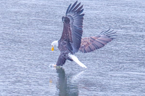 Eagles 30 2 Photography Art | Photos By Regan