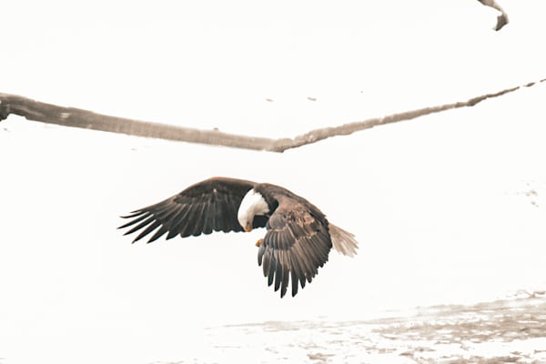 Eagles 34 3 Photography Art | Photos By Regan