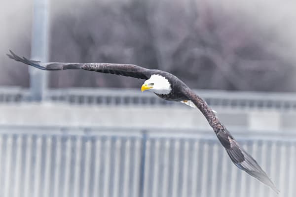 Eagles 37 2 Photography Art | Photos By Regan