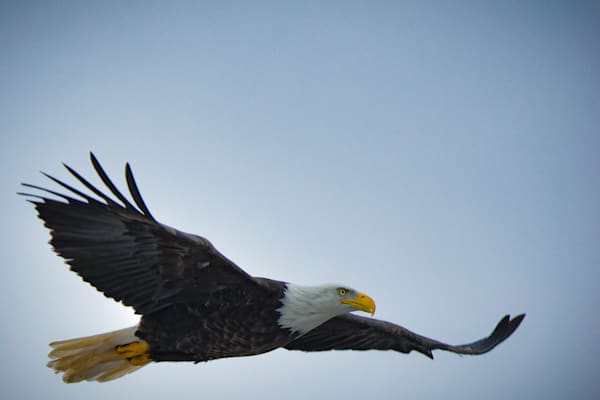 Eagles 3 5 Photography Art | Photos By Regan