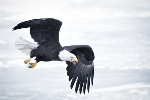 Eagles 49 3 Photography Art | Photos By Regan