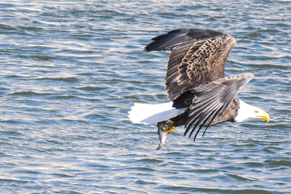 Eagles 46 4 Photography Art | Photos By Regan