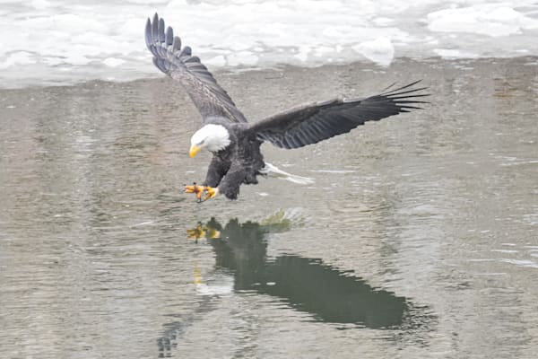 Eagles 41 3 Photography Art | Photos By Regan