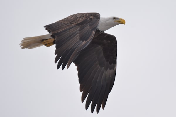 Eagles 4 5 Photography Art | Photos By Regan