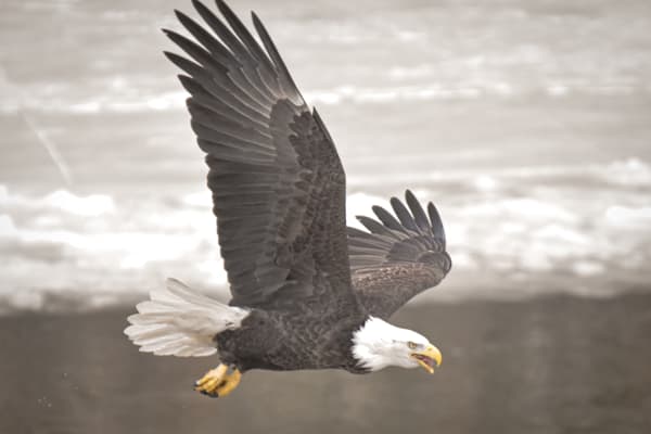 Eagles 50 3 Photography Art | Photos By Regan