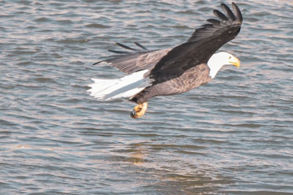 Eagles 53 4 Photography Art | Photos By Regan