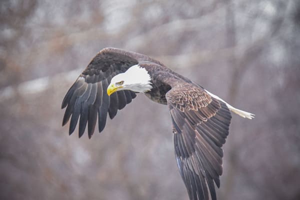 Eagles 53 3 Photography Art | Photos By Regan