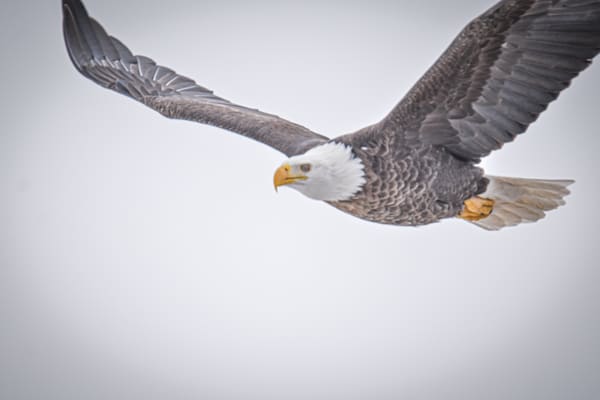 Eagles 58 Photography Art | Photos By Regan