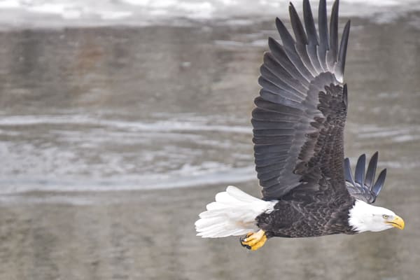 Eagles 52 3 Photography Art | Photos By Regan