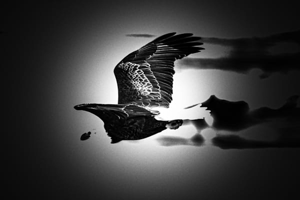 Eagles 56 4 Photography Art | Photos By Regan