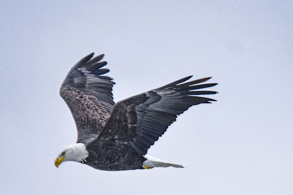 Eagles 71 Photography Art | Photos By Regan