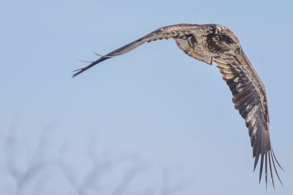 Eagles 7 5 Photography Art | Photos By Regan