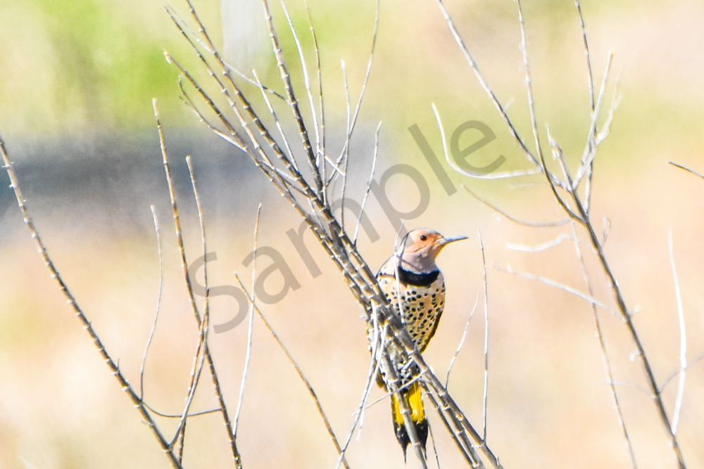 Eagles Nest 9 Photography Art | Photos By Regan