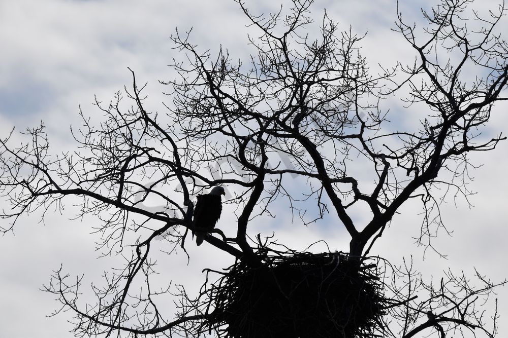 Eagles Nest 42 Photography Art | Photos By Regan