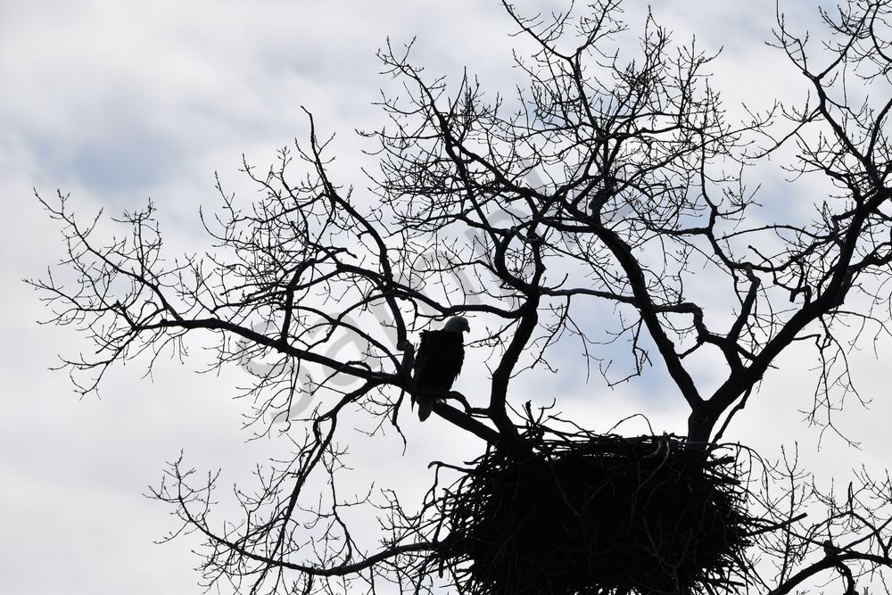 Eagles Nest 43 Photography Art | Photos By Regan