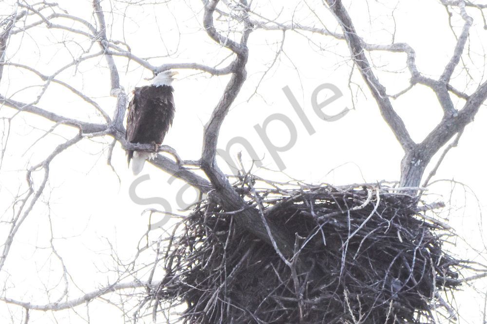 Eagles Nest 44 Photography Art | Photos By Regan