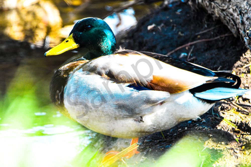 Eagles Nest 6 Photography Art | Photos By Regan