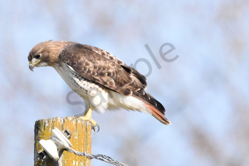 Eagles Nest 18 Photography Art | Photos By Regan