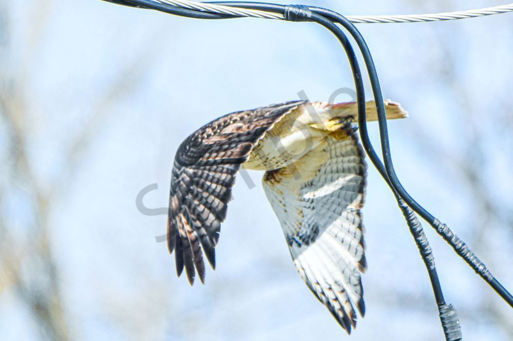 Eagles Nest 13 Photography Art | Photos By Regan