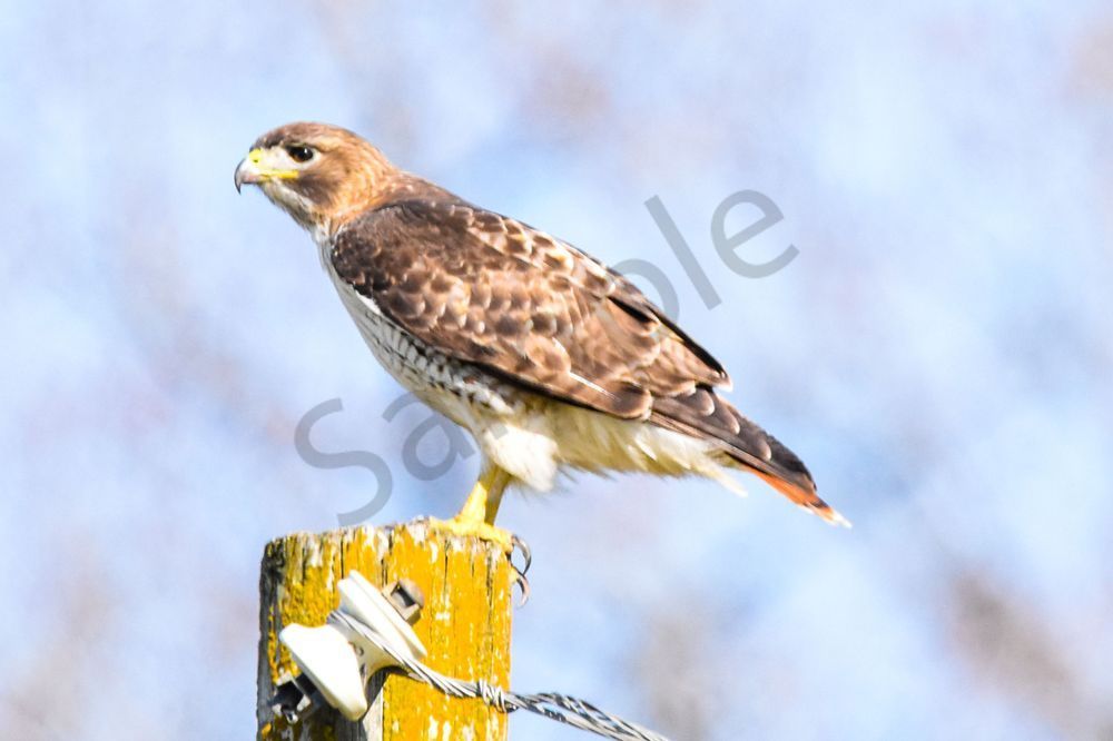 Eagles Nest 16 Photography Art | Photos By Regan