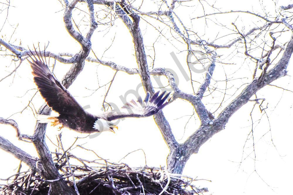 Eagles Nest 30 Photography Art | Photos By Regan