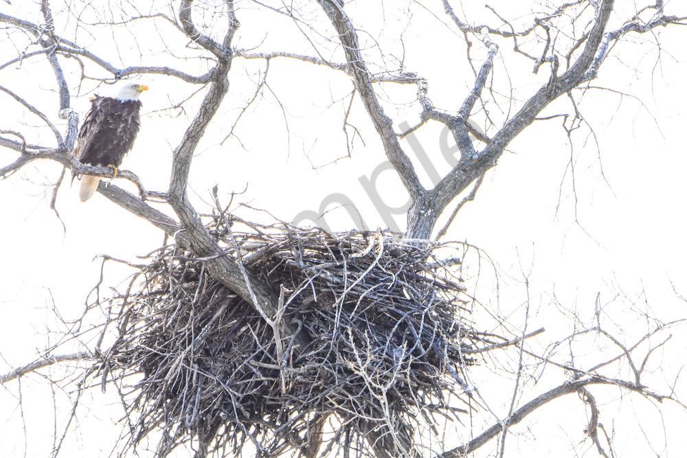 Eagles Nest 34 Photography Art | Photos By Regan