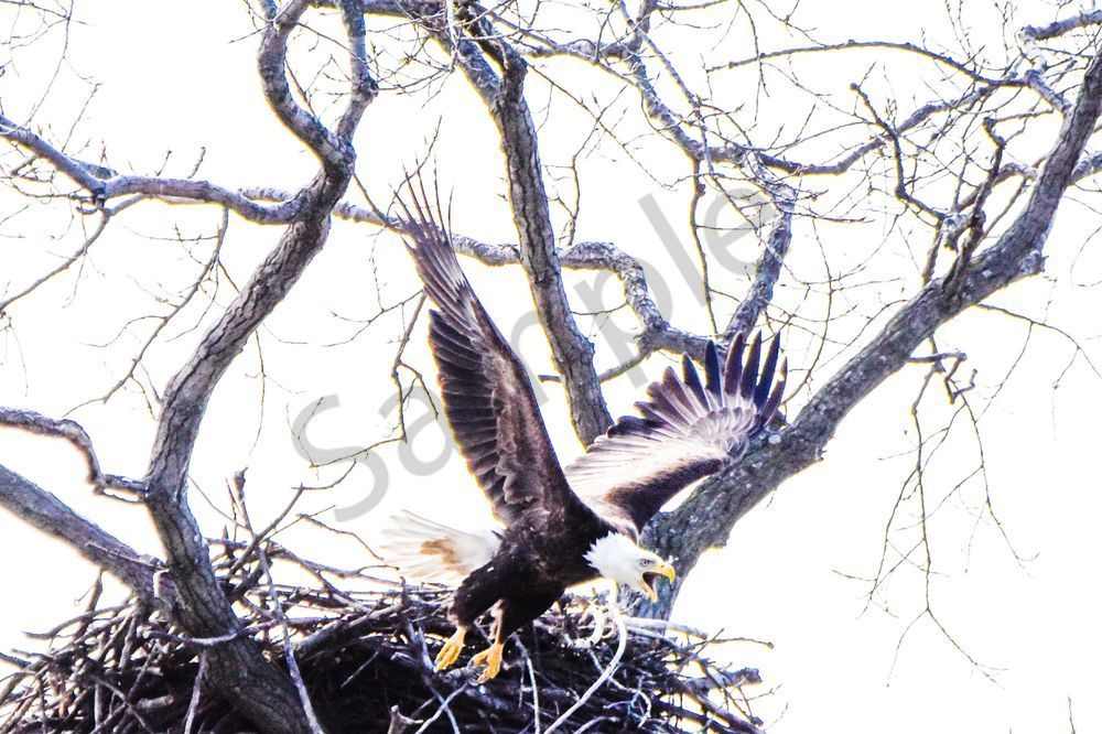 Eagles Nest 29 Photography Art | Photos By Regan