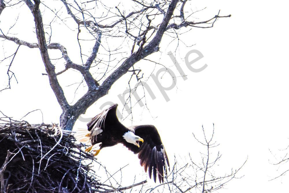 Eagles Nest 28 Photography Art | Photos By Regan