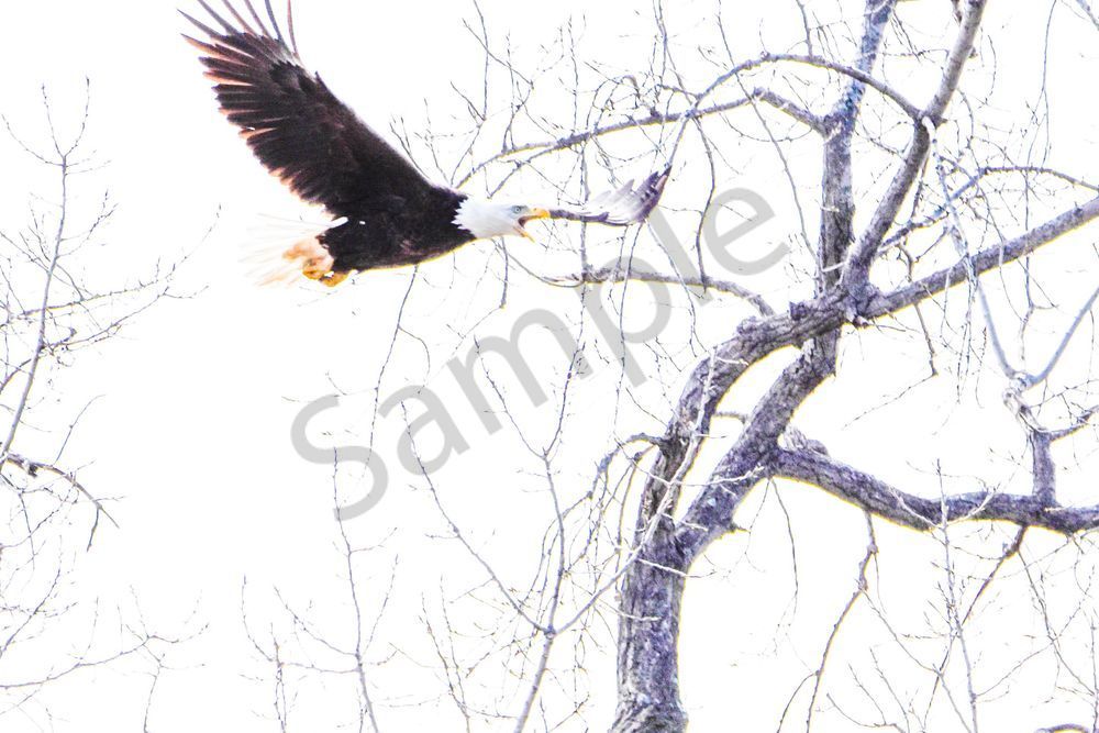 Eagles Nest 26 Photography Art | Photos By Regan