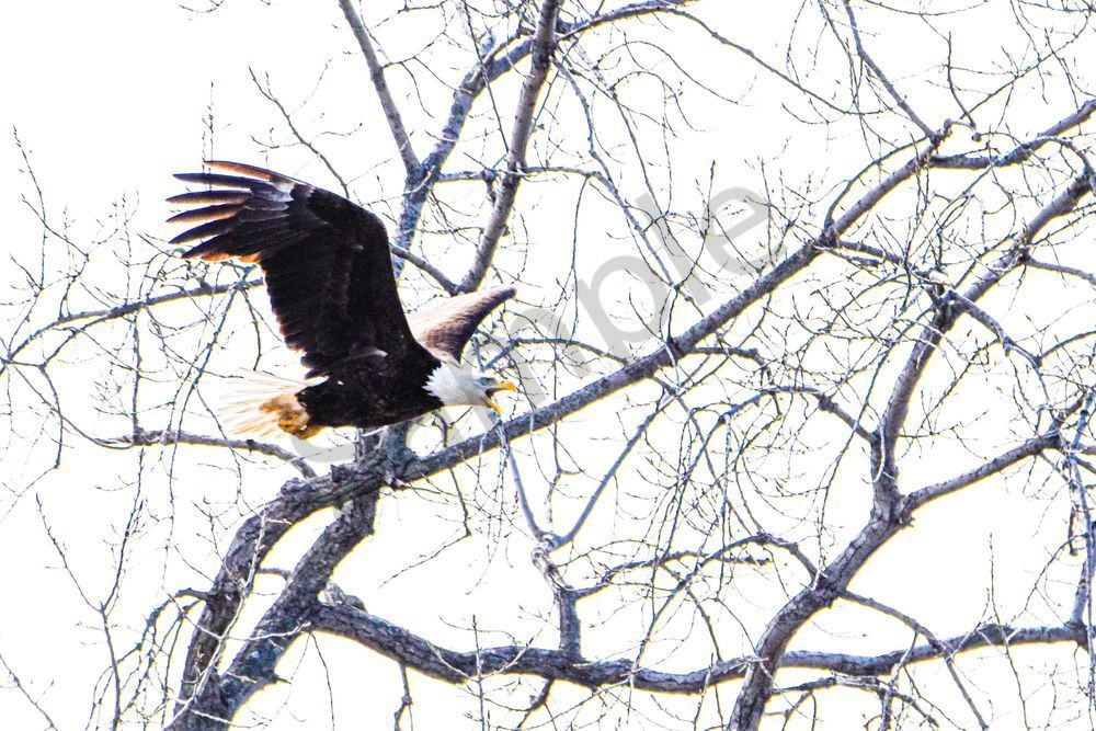 Eagles Nest 25 Photography Art | Photos By Regan