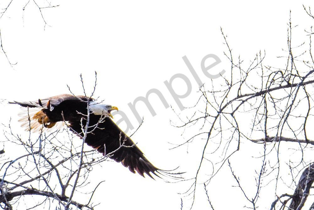 Eagles Nest 27 Photography Art | Photos By Regan
