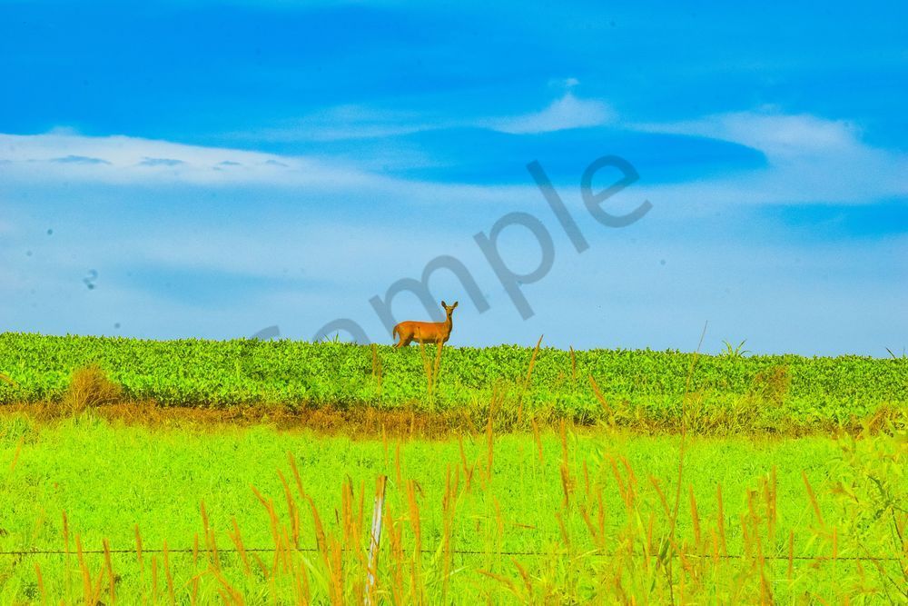 June 2025 2 Photography Art | Photos By Regan