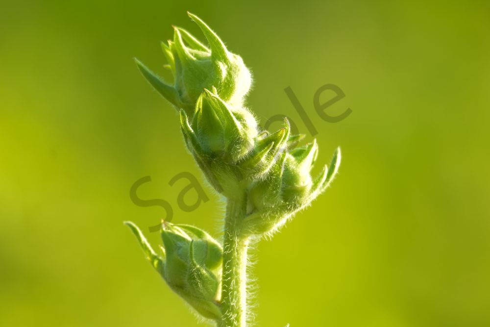 June 2025 86 Photography Art | Photos By Regan